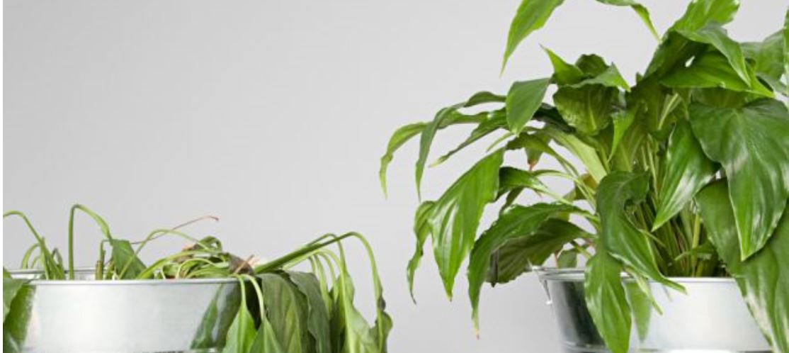 It’s all in the Music